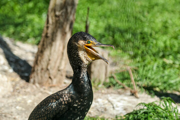 Isolation. Cormorant poses for camera for amazed crowd at zoo