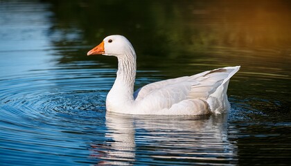 Fototapeta premium white goose swimming in the water