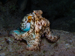 Angry octopus displaying multiple colours