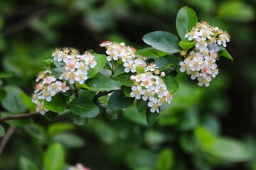 Aronia melanocarpa, black chokeberry. White chokeberry flowers in spring.