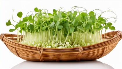 Naklejka premium snow pea sprouts in wooden basket isolated on white background
