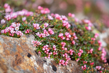 Beautiful small pink flowers of the alpine azalea, Kalmia procumbens, blooming in Finnish nature during early summer in Northern Finland	