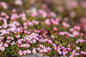 Beautiful small pink flowers of the alpine azalea, Kalmia procumbens, blooming in Finnish nature during early summer in Northern Finland	