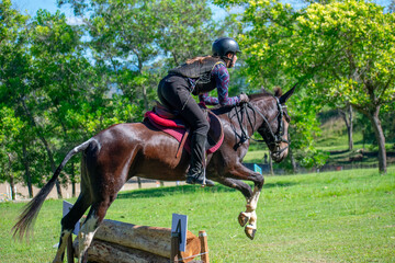 Female Rider and Small Mule in Equestrian Eventing Competition