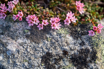 Beautiful small pink flowers of the alpine azalea, Kalmia procumbens, blooming in Finnish nature during early summer in Northern Finland	