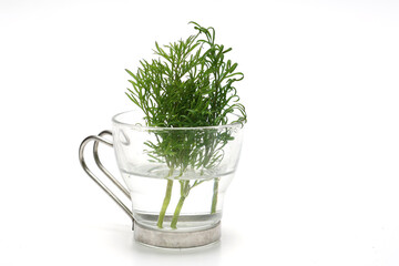 白背景のグラスにさしたデイル