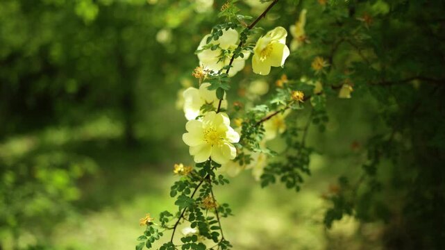Yellow rosehip flowers in the spring garden on a warm sunny day.. Fresh spring wind