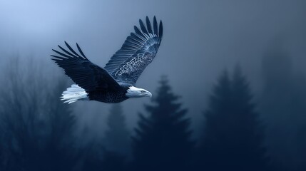   Bald Eagle flying in foggy woods, grass & tall trees