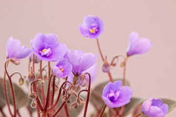 Light purple flowers of an African violet also known as saintpaulia