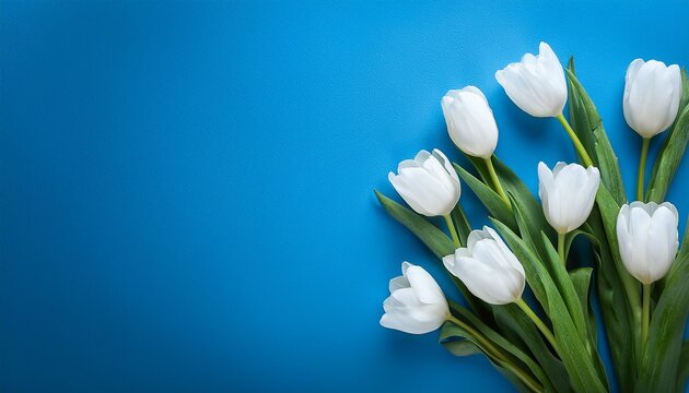 white flowers on blue background fresh spring tulips