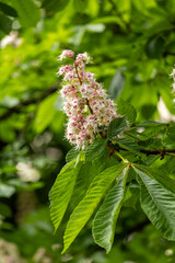 Close-up of a branch of a blossoming chestnut tree