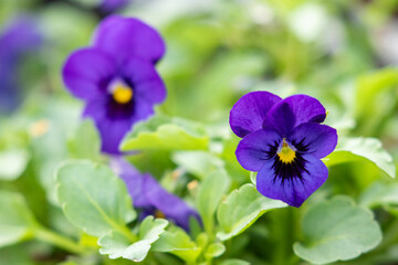 Beautiful blue flowers of the horned pansy, Viola cornuta blooming in the garden during late spring