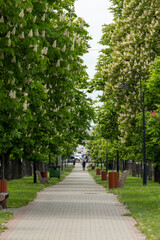 Empty city alley with blossoming chestnut trees