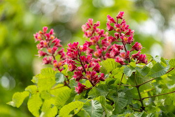 Close-up of a vibrant blossoming red horse chestnut tree