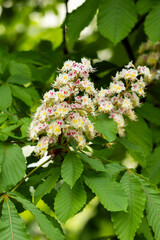 Close-up of a branch of a blossoming chestnut tree