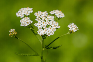 White inflorescences of the Achillea millefolium, commonly known as yarrow © Kersti Lindström