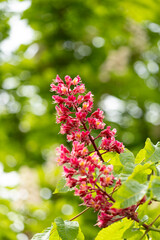 Close-up of a vibrant blossoming red horse chestnut tree