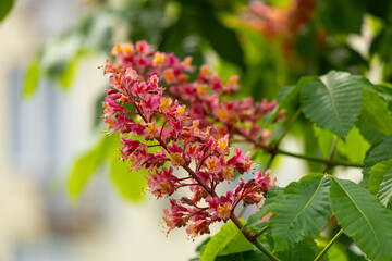 Close-up of a vibrant blossoming red horse chestnut tree
