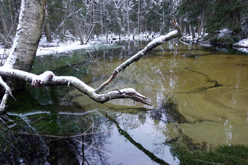 The Frozen Forest Mirror: A Snowy Branch and Tree Reflections in Cold Lake Waters. Cold Beauty: Snow Accents a Fallen Branch Above the Partially Frozen Waters of a Forest Lake. The Stillness of Winter