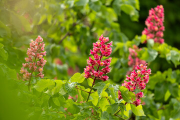 Close-up of a vibrant blossoming red horse chestnut tree