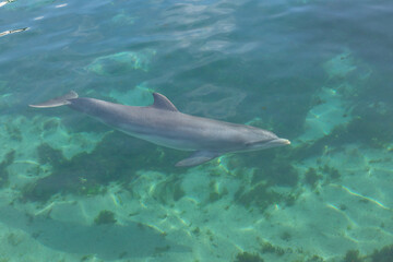 Fototapeta premium Exposure of rescued dolphins in Bermuda Island, namely Offshore Bottlenose Dolphins (Tursiops truncatus)