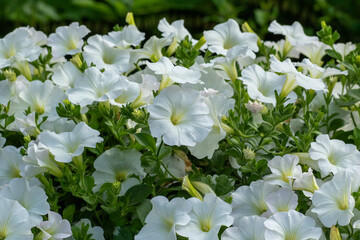 Large white blooms of beautiful summer flower Petunia