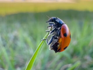 A vibrant seven-spot ladybug clings to a blade of grass in a sun-drenched garden, embodying nature's delicate balance.