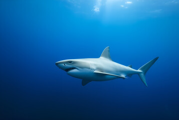 Fototapeta premium Great White Shark in the Deep Blue, Generative AI
