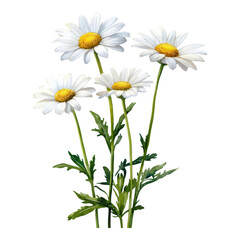 Obraz premium Four blooming daisies with white petals and yellow centers on green stems and leaves.