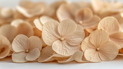 A delicate dried hydrangea branch displays soft brown hues set against a white background