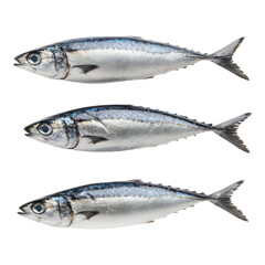 Obraz premium Three whole mackerel fish displayed side by side.