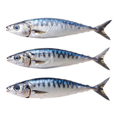 Three whole mackerel fish arranged horizontally in a row, showcasing their silvery bodies and distinctive dark markings.