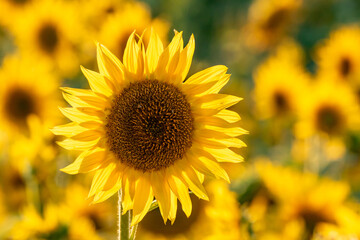 One outstanding large yellow sunflower bloom on sunflower field in warm light on a summer evening