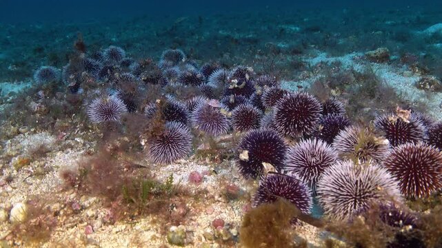 Underwater scene - A lot of sea urchins in a deep seabed