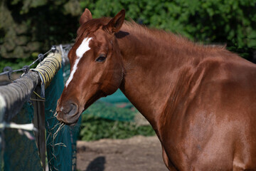 A brown horse stands in front of a feed bag filled with straw. The horse looks to the side.