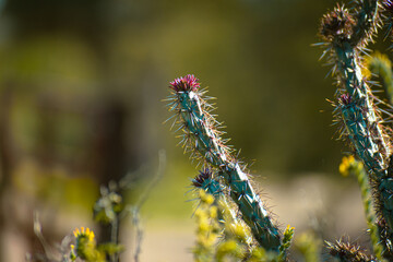 Native and Desert Plants of Scottsdale, Arizona