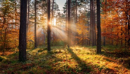Fototapeta premium autumn forest landscape colorful foliage on trees and grass shining on sunbeams amazing woodland scenery fall beautiful sunrays in morning forest