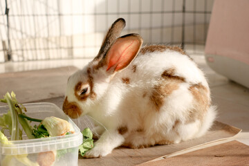 Studio Portrait of a Domestic Rabbit