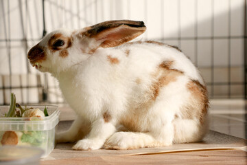 Obraz premium Studio Portrait of a Domestic Rabbit