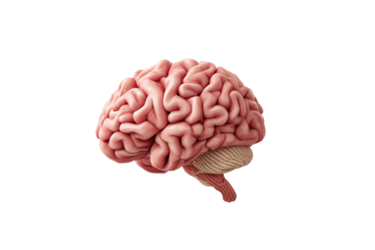 PNG Detailed human brain model with intricate veins in profile view