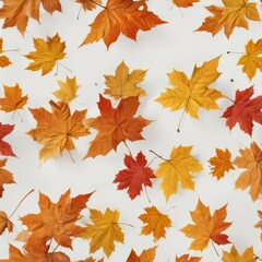 Several maple leaves in various stages of fall, isolated on white ,  nature photography,  high resolution,  falling leaves