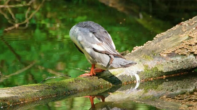 A female merganser sitting on a fallen tree in a river in early spring in the rays of the setting sun