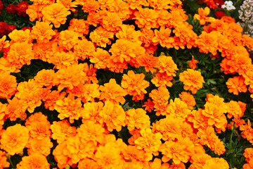 Marigold flower in the park