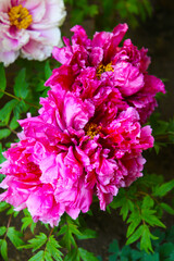 Beautiful flower of paeonia plant