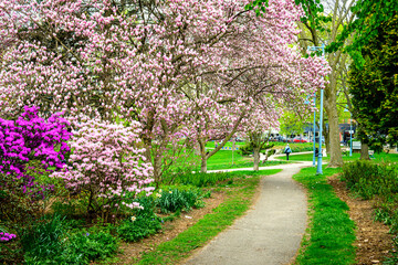Fototapeta premium Magnolia and rhododendrons in full spring bloom along a paved path in a city park shot Kew Gardens Toronto in May 