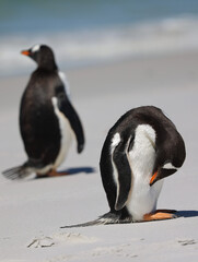 penguin on the beach