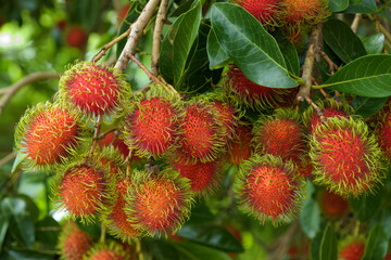 Close-up of a large cluster of ripe red rambutan fruits with green spiky hairs hanging from a tree branch with green leaves under natural daylight