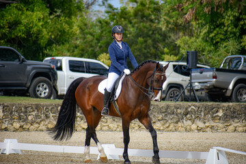 Female Rider and Bay Gelding in Dressage Performance
