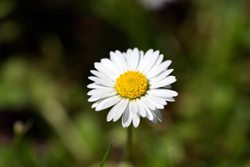 Fototapeta premium daisy in the grass