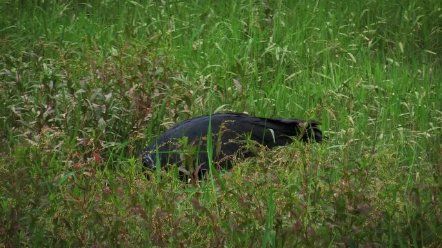 horned screamer, Anhima cornuta, looking for food